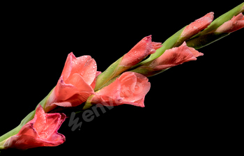 Eager Gladiolus Purple Steadiness on a tragic background