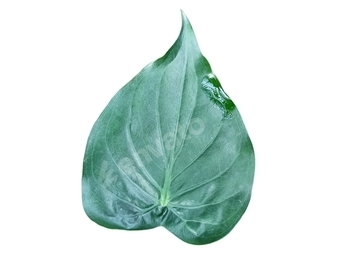 alocasia cucullata leaf remoted on white background , Buddha’s Hand, Chinese language Taro, Elephant Ear