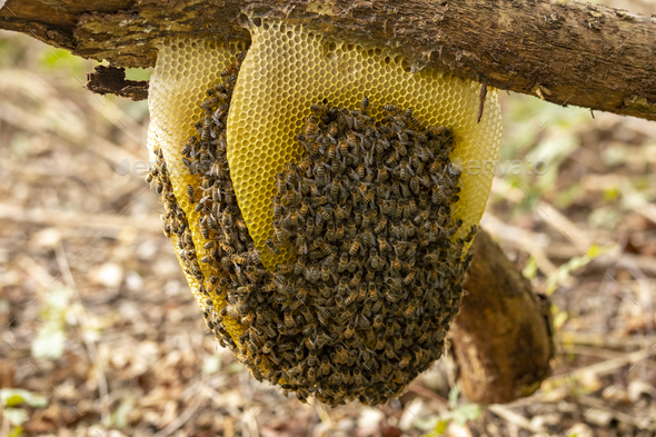 Pure bee hive with layered honeycomb full of the insect